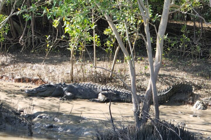 a close up of a reptile