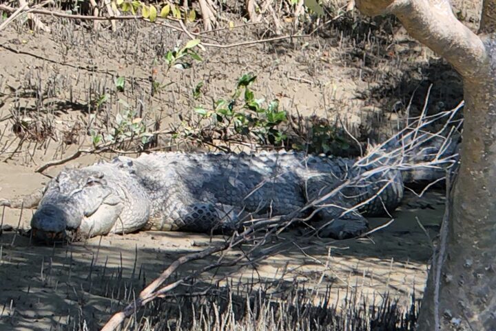 a reptile lying in the grass