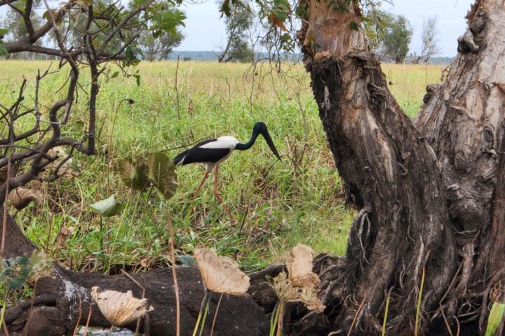 a bird sitting on top of a grass covered field
